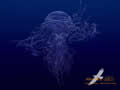 Duboki ocean